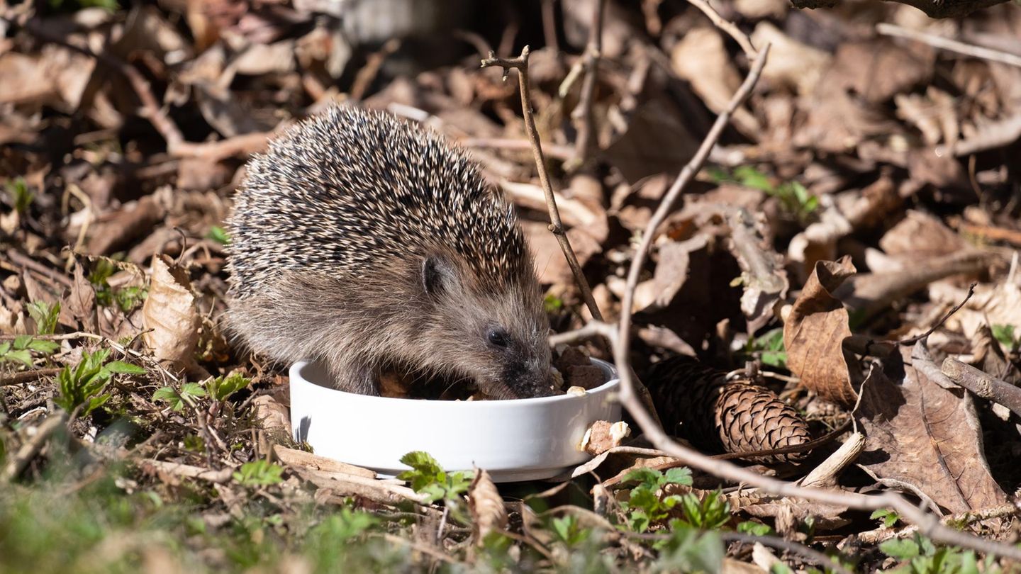 Wildtiere-Gut-gemeint-ist-nicht-immer-gut-gemacht-Tipps-zur-artgerechten-Igelf-tterung