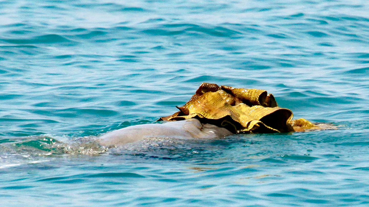 Australischer Buckeldelfin mit einem großen Schwamm auf der Schnauze