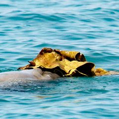 Australischer Buckeldelfin mit einem großen Schwamm auf der Schnauze