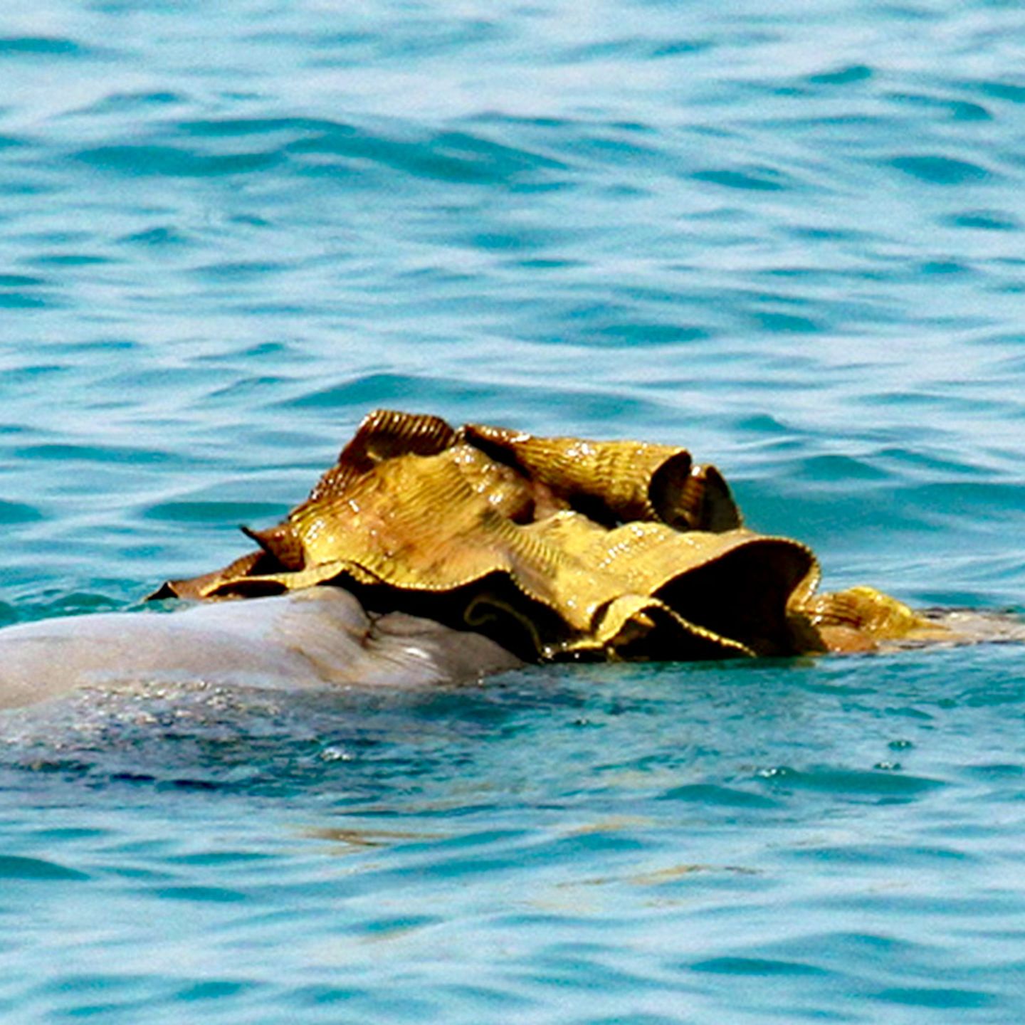 Australischer Buckeldelfin mit einem großen Schwamm auf der Schnauze