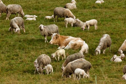 Kuh zwischen Schafen auf einer Wiese
