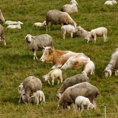 Kuh zwischen Schafen auf einer Wiese