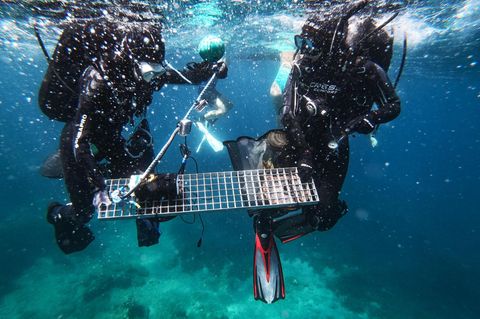 Forschende sammeln Proben