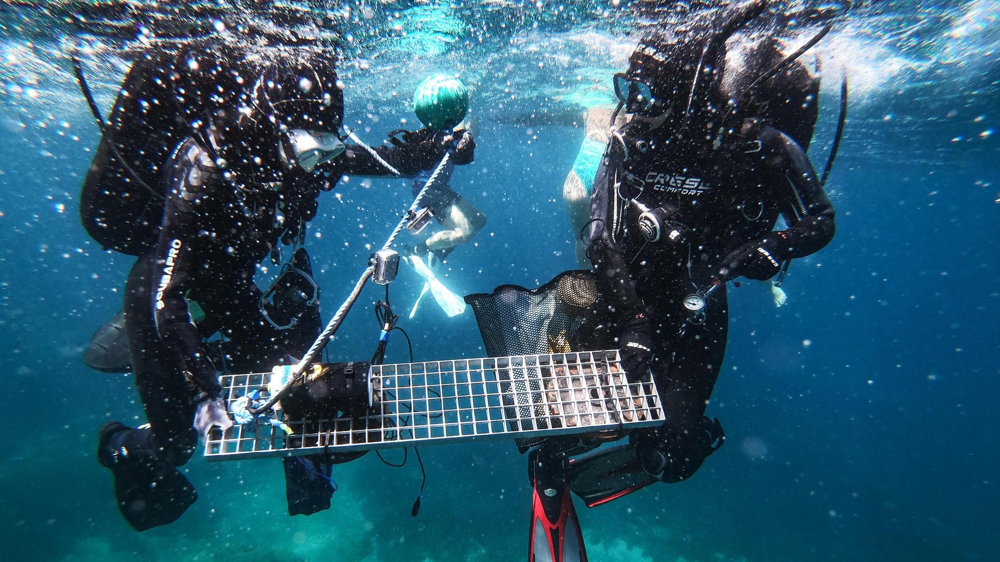 Forschende sammeln Proben
