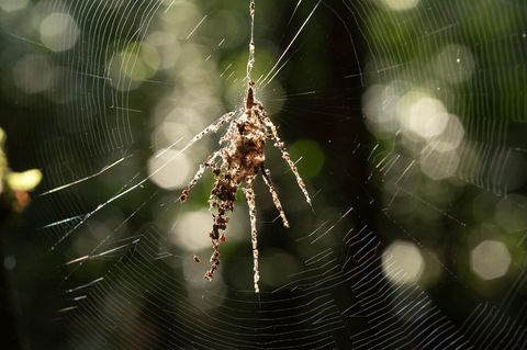 Eine spinnenähnliche Struktur in einem Spinnennetz