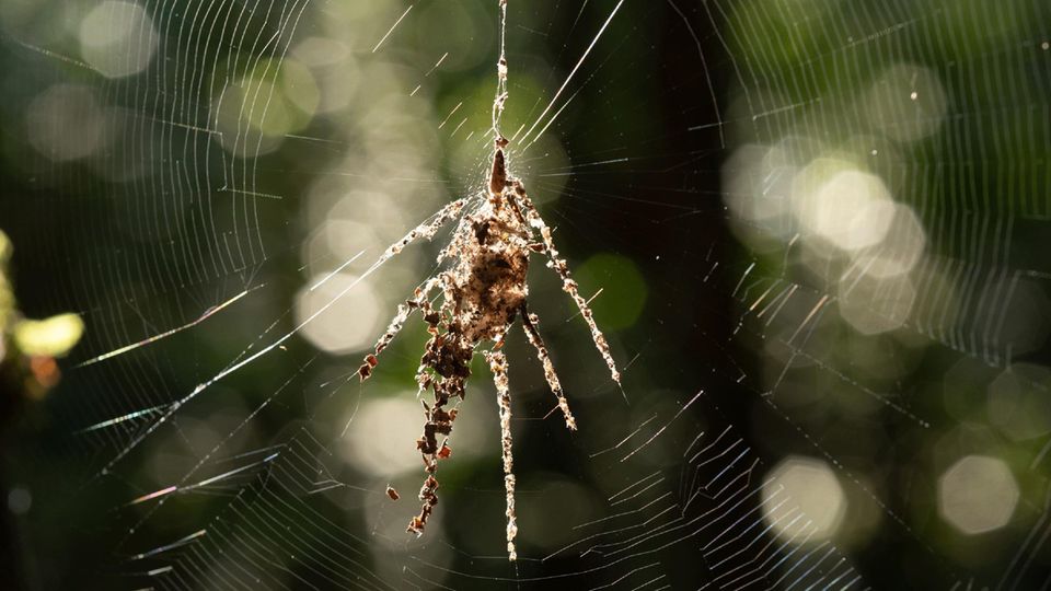 Eine spinnenähnliche Struktur in einem Spinnennetz