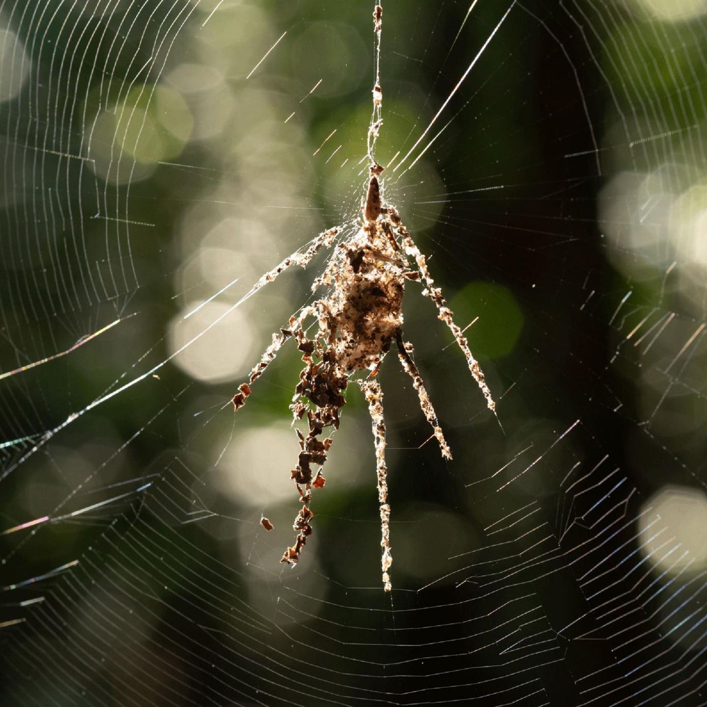 Eine spinnenähnliche Struktur in einem Spinnennetz