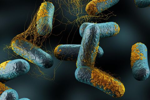 Illustration des Bakteriums Clostridium Perfringens