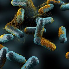 Illustration des Bakteriums Clostridium Perfringens
