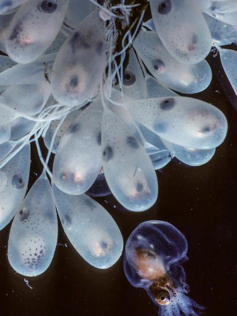 Eier der pazifischen Riesenkraken