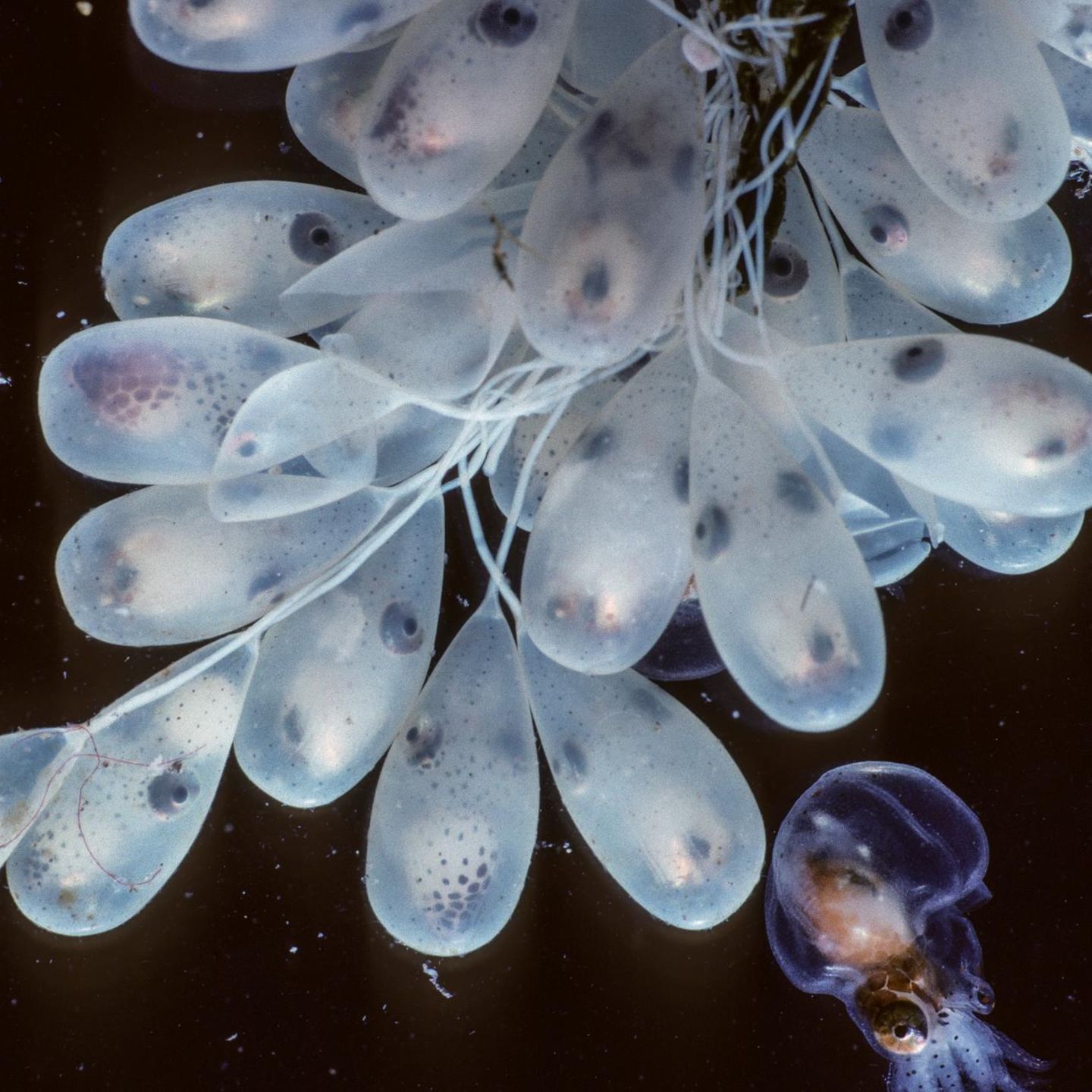 Eier der pazifischen Riesenkraken