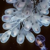 Eier der pazifischen Riesenkraken