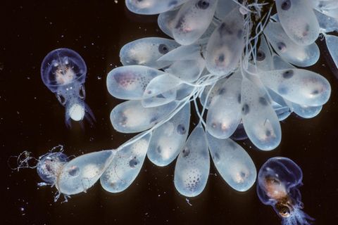 Eier der pazifischen Riesenkraken