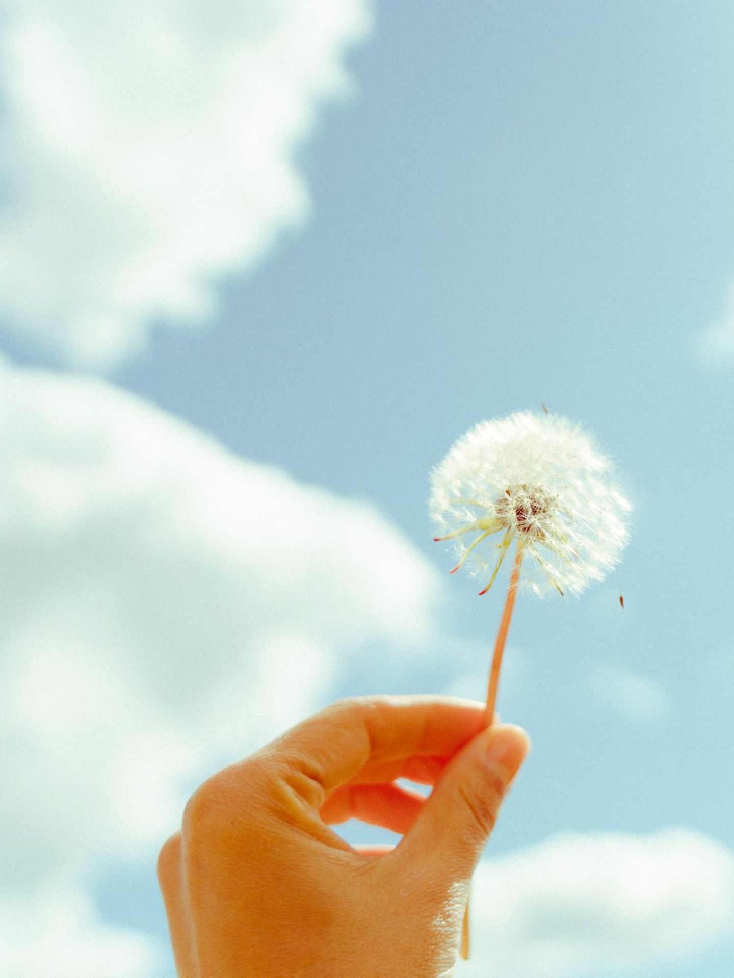 weibliche Hand hält Pusteblume gegen den Himmel