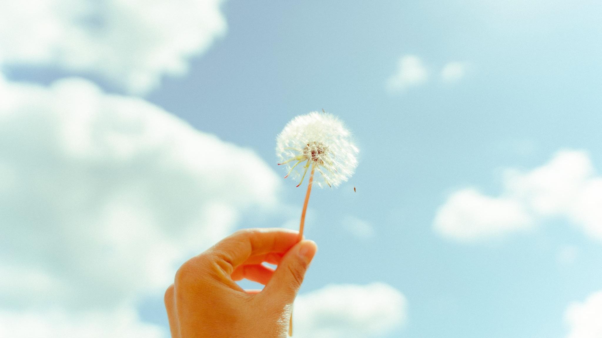 weibliche Hand hält Pusteblume gegen den Himmel