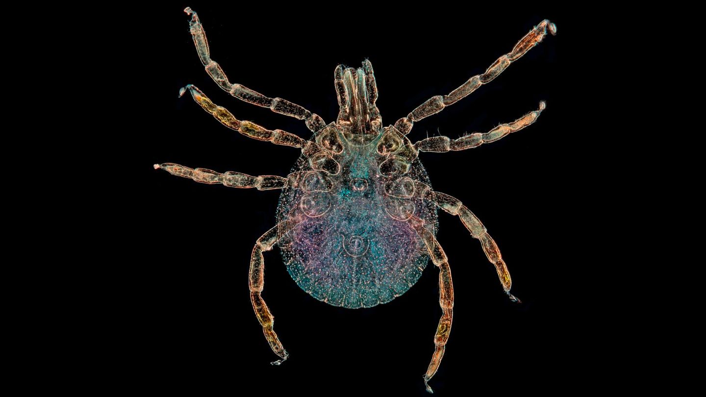 Fallgeschichte-T-dliches-Barbecue-Wieso-ein-Familienvater-kurz-nach-dem-Grillen-starb