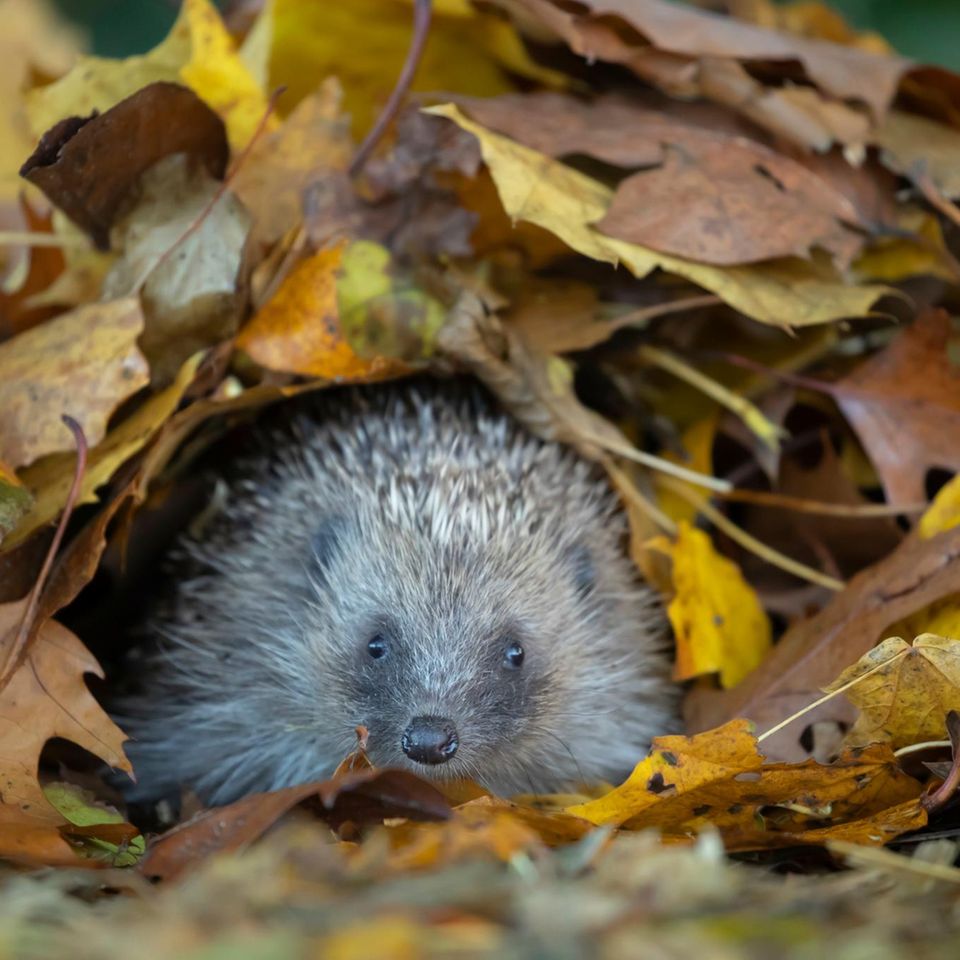 Igel im Laubhaufen