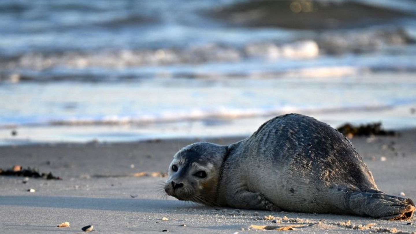 Seehunde zählen zu den größten Meeresraubtieren im Wattenmeer. (Archivbild) Foto: Federico Gambarini/dpa