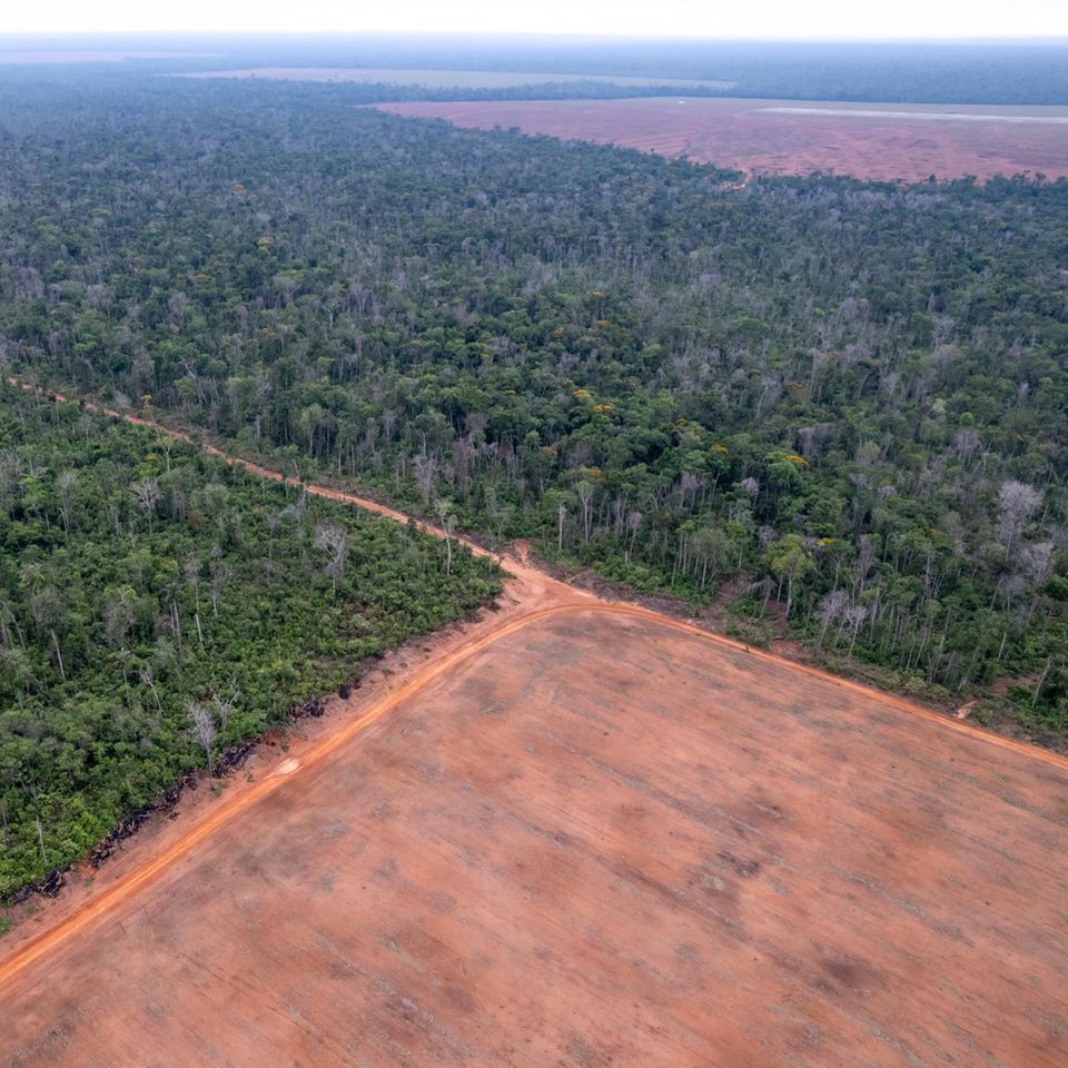 Regenwald Amazonas