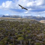 Ägyptischer Geier über Drachenblutbaum-Landschaft