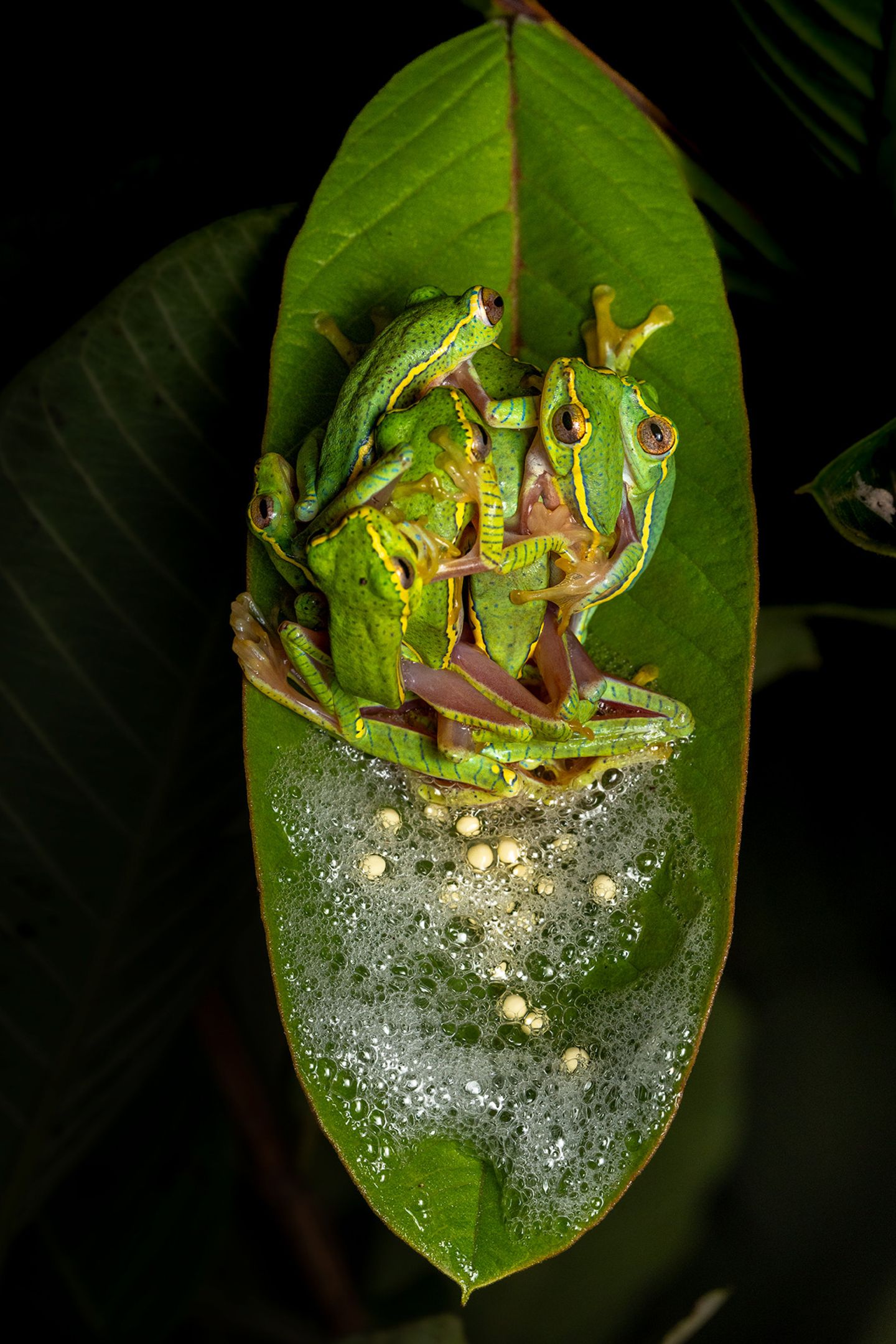 Eine Gruppenumarmung? Fast. Diese Laubfrösche befinden sich inmitten eines polyandrischen Rituals, das typisch für die Amphibienart ist. Bei dieser Form der Fortpflanzung paart sich ein Weibchen mit mehreren Männchen. Sobald das Weibchen bereit ist abzulaichen, werden die Männchen durch ihren Geruch und spezielle Rufe angelockt. Sie drängen sich um das Weibchen und versuchen, sich an seinem Körper festzuklammern – ein Verhalten, das Amplexus genannt wird. Während das Weibchen seine Eier ins Wasser entlässt, geben die Männchen gleichzeitig ihren Samen darüber. So erhöht sich nicht nur die Chance, dass möglichst viele Eier befruchtet werden – auch die entstehenden Kaulquappen profitieren: Sie sind genetisch vielfältiger, was ihre Überlebenschancen deutlich erhöht.