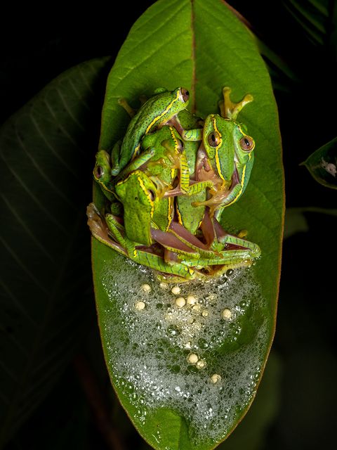 Eine Gruppenumarmung? Fast. Diese Laubfrösche befinden sich inmitten eines polyandrischen Rituals, das typisch für die Amphibienart ist. Bei dieser Form der Fortpflanzung paart sich ein Weibchen mit mehreren Männchen. Sobald das Weibchen bereit ist abzulaichen, werden die Männchen durch ihren Geruch und spezielle Rufe angelockt. Sie drängen sich um das Weibchen und versuchen, sich an seinem Körper festzuklammern – ein Verhalten, das Amplexus genannt wird. Während das Weibchen seine Eier ins Wasser entlässt, geben die Männchen gleichzeitig ihren Samen darüber. So erhöht sich nicht nur die Chance, dass möglichst viele Eier befruchtet werden – auch die entstehenden Kaulquappen profitieren: Sie sind genetisch vielfältiger, was ihre Überlebenschancen deutlich erhöht.