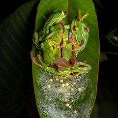 Eine Gruppenumarmung? Fast. Diese Laubfrösche befinden sich inmitten eines polyandrischen Rituals, das typisch für die Amphibienart ist. Bei dieser Form der Fortpflanzung paart sich ein Weibchen mit mehreren Männchen. Sobald das Weibchen bereit ist abzulaichen, werden die Männchen durch ihren Geruch und spezielle Rufe angelockt. Sie drängen sich um das Weibchen und versuchen, sich an seinem Körper festzuklammern – ein Verhalten, das Amplexus genannt wird. Während das Weibchen seine Eier ins Wasser entlässt, geben die Männchen gleichzeitig ihren Samen darüber. So erhöht sich nicht nur die Chance, dass möglichst viele Eier befruchtet werden – auch die entstehenden Kaulquappen profitieren: Sie sind genetisch vielfältiger, was ihre Überlebenschancen deutlich erhöht.
