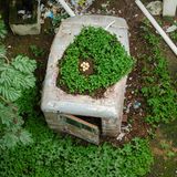 Vogeleier auf einem bewachsenen Autodach