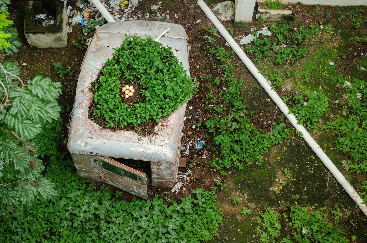 Vogeleier auf einem bewachsenen Autodach
