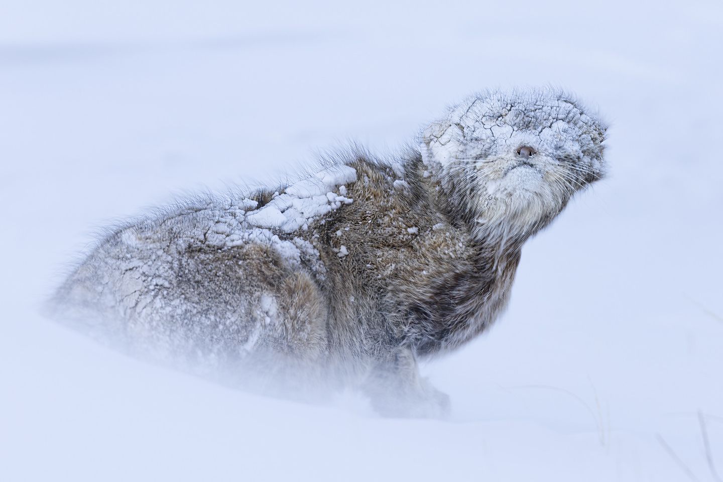 In der mongolischen Wildnis, zugedeckt von Frost, trotzt eine Steppenkatze den Folgen eines Schneesturms. Bei minus 35 Grad Grad Celsius schleicht das Wildtier durch die eisige, endlos weiße Landschaft. Perfekt an ihre gefrorene Umgebung angepasst, erlauben ihr ein besonders dichtes Fell, die abgeflachten Ohren und die hoch sitzenden Augen, nahezu unsichtbar in der Landschaft zu verschwinden. Dem Naturfotografen Mohammad Murad, der sonst am liebsten Vögel fotografiert, gelang es, das Tier mit seiner Kamera zu dokumentieren.
