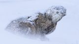In der mongolischen Wildnis, zugedeckt von Frost, trotzt eine Steppenkatze den Folgen eines Schneesturms. Bei minus 35 Grad Grad Celsius schleicht das Wildtier durch die eisige, endlos weiße Landschaft. Perfekt an ihre gefrorene Umgebung angepasst, erlauben ihr ein besonders dichtes Fell, die abgeflachten Ohren und die hoch sitzenden Augen, nahezu unsichtbar in der Landschaft zu verschwinden. Dem Naturfotografen Mohammad Murad, der sonst am liebsten Vögel fotografiert, gelang es, das Tier mit seiner Kamera zu dokumentieren.