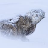 In der mongolischen Wildnis, zugedeckt von Frost, trotzt eine Steppenkatze den Folgen eines Schneesturms. Bei minus 35 Grad Grad Celsius schleicht das Wildtier durch die eisige, endlos weiße Landschaft. Perfekt an ihre gefrorene Umgebung angepasst, erlauben ihr ein besonders dichtes Fell, die abgeflachten Ohren und die hoch sitzenden Augen, nahezu unsichtbar in der Landschaft zu verschwinden. Dem Naturfotografen Mohammad Murad, der sonst am liebsten Vögel fotografiert, gelang es, das Tier mit seiner Kamera zu dokumentieren.