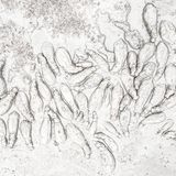 Flusspferde von oben