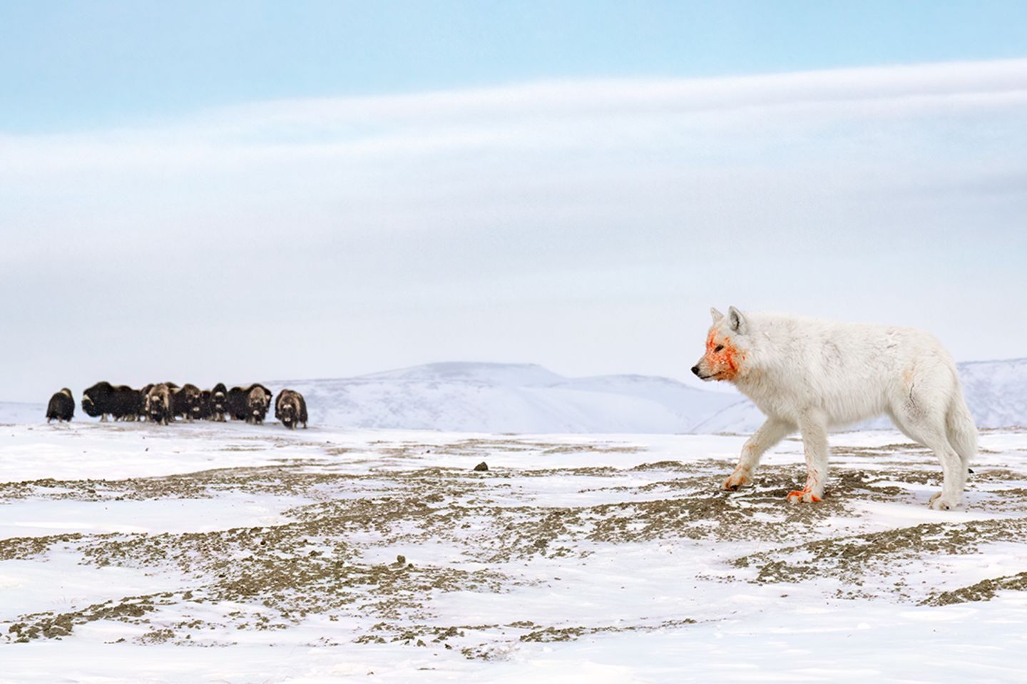 Arktischer Wolf mit blutverschmiertem Maul