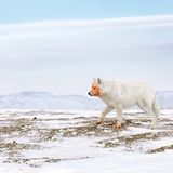 Arktischer Wolf mit blutverschmiertem Maul