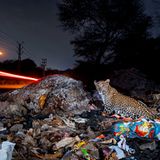Leopard im Müll