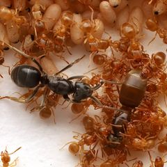 Seltene Aufnahmen: Ameisenkönigin lässt Rivalin von deren Kindern töten – und übernimmt den Thron