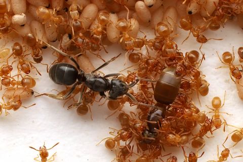 Seltene Aufnahmen: Ameisenkönigin lässt Rivalin von deren Kindern töten – und übernimmt den Thron