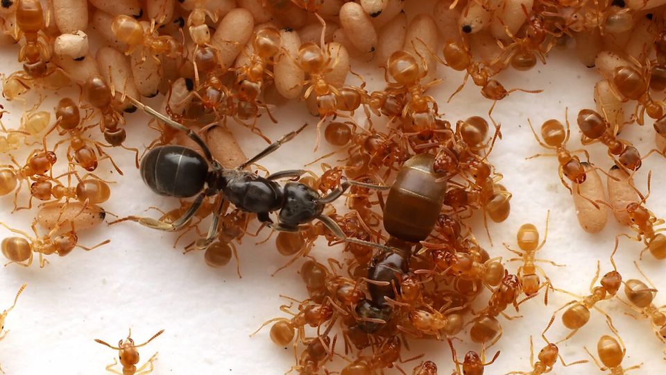 Seltene Aufnahmen: Ameisenkönigin lässt Rivalin von deren Kindern töten – und übernimmt den Thron