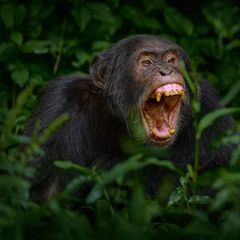 Brüllender Schimpanse