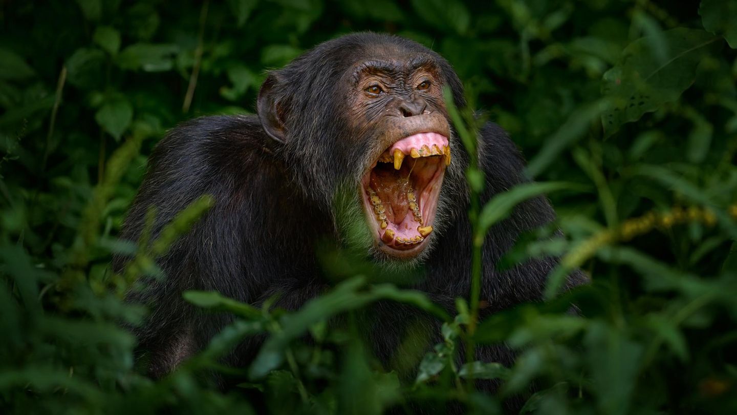 Tierverhalten-Schimpansen-Kriege-im-Fokus-der-Forschung-Warum-t-ten-Affen-ihre-Nachbarn-