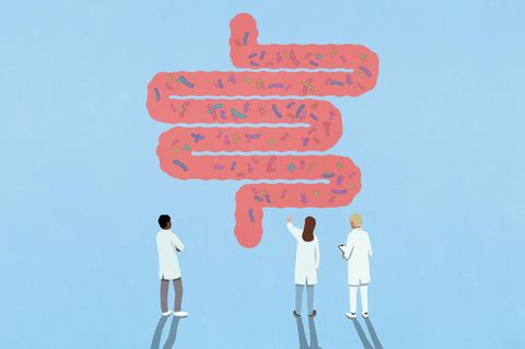 Die Illustration zeigt drei Wissenschaftler, die Bakterien in einem Darmmodell betrachten