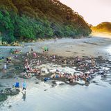New Zealand's famed Hot Water Beach is a must stop for many after leaving Auckland. Holes are dug into the beach and hot geothermal water creats natural spa pools.