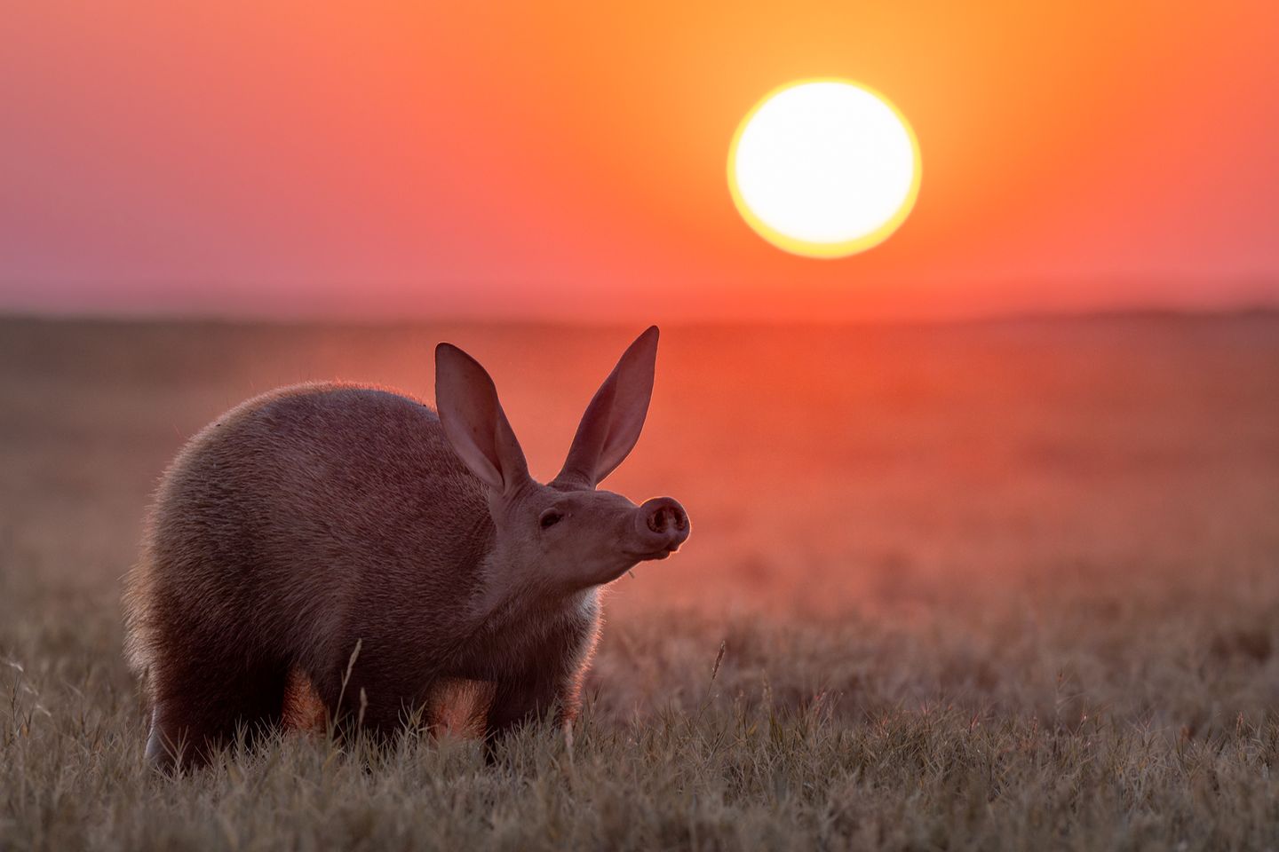 Ein Erdferkel in den Makgadikgadi-Salzpfannen bei Sonnenuntergang