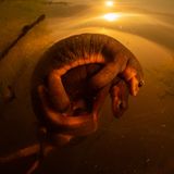 Kalifornische Molche (Taricha torosa) bei der Fortpflanzung