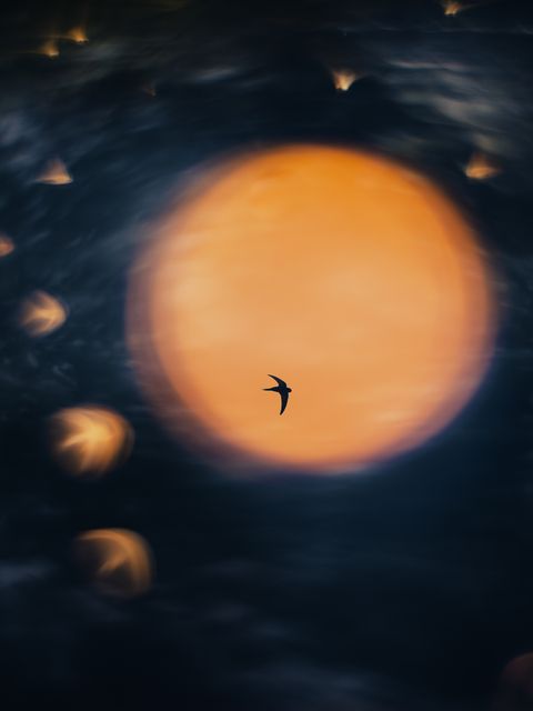 Die gespiegelte Sommersonne mit Mauerseglern am Himmel