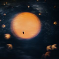 Die gespiegelte Sommersonne mit Mauerseglern am Himmel