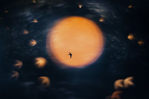 Die gespiegelte Sommersonne mit Mauerseglern am Himmel