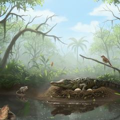 So könnte der Lebensraum der Urzeitkrokodile ausgesehen haben: Sie legten ihre Eier vermutlich am Ufer des Murgon Lake, der damals von üppigen Wäldern umgeben war
