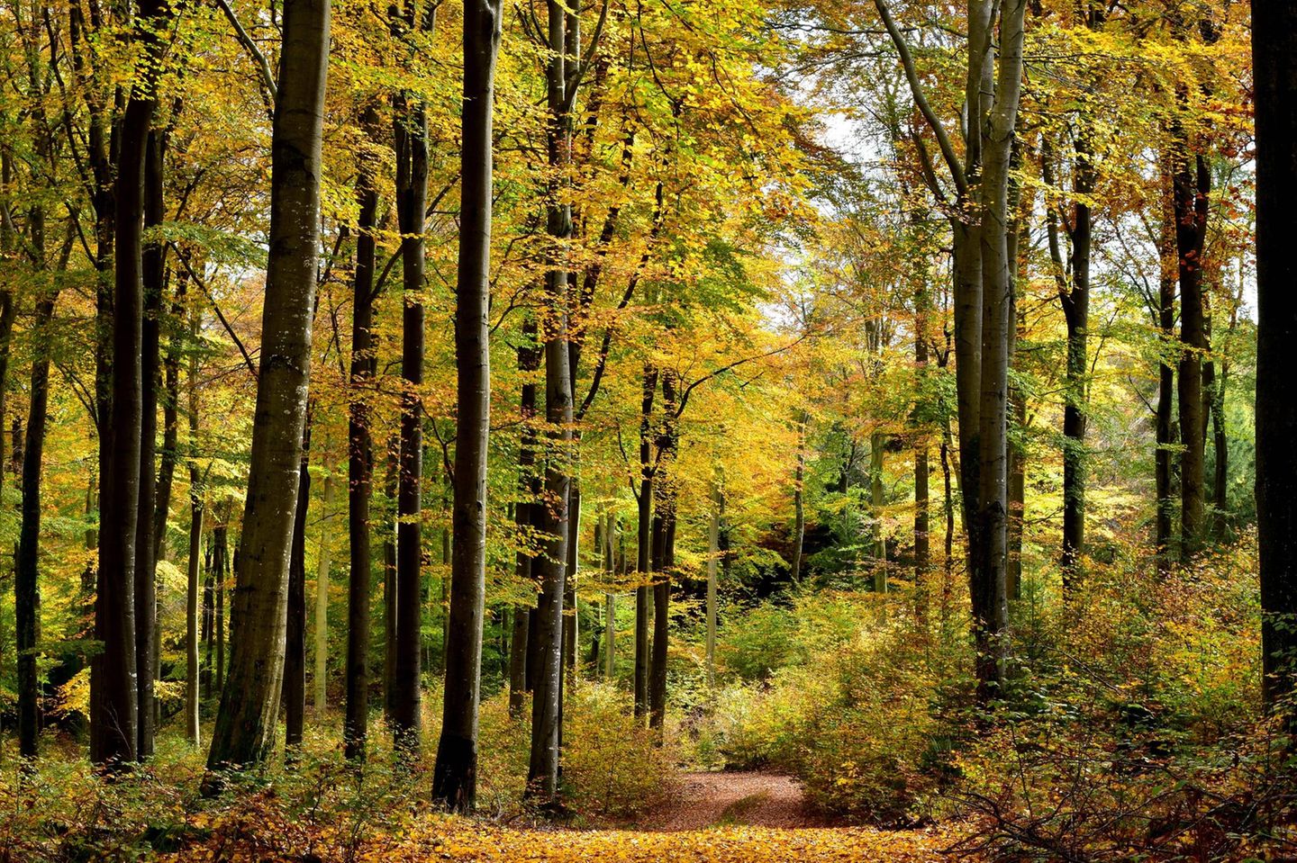 Der Hunsrück ist ein waldreiches Mittelgebirge, das sich deutlich von den umliegenden Weinbaugebieten an Mosel, Rhein, Nahe und Saar abhebt. Über weite Höhenzüge ziehen sich nahezu endlose Wälder, in denen sich die Landschaft ständig wandelt: alte Buchenbestände, bizarre Felsen, Rosselhalden, Moore und im Sommer leuchtende Arnikawiesen. Prägend ist die Rotbuche, die hier großflächig vorkommt und weltweit als eher seltene Art gilt. Besucher können den Nationalpark problemlos auf eigene Faust auf gut markierten Wegen erkunden. Doch wer die Natur bewusst erleben und Hintergründe erfahren möchte, schließt sich am besten einer geführten Ranger- oder Erlebnistour an, die regelmäßig vom Nationalpark angeboten werden. Das Programm reicht von Wanderungen oder Radtouren bis hin zu Spezialführungen rund um Moore, Rosselhalden oder keltischen Spuren im Park.  